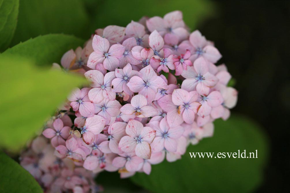 Hydrangea serrata 'Iyo-temari'