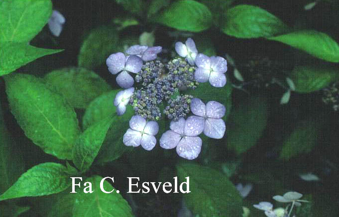 Hydrangea serrata 'Miranda'