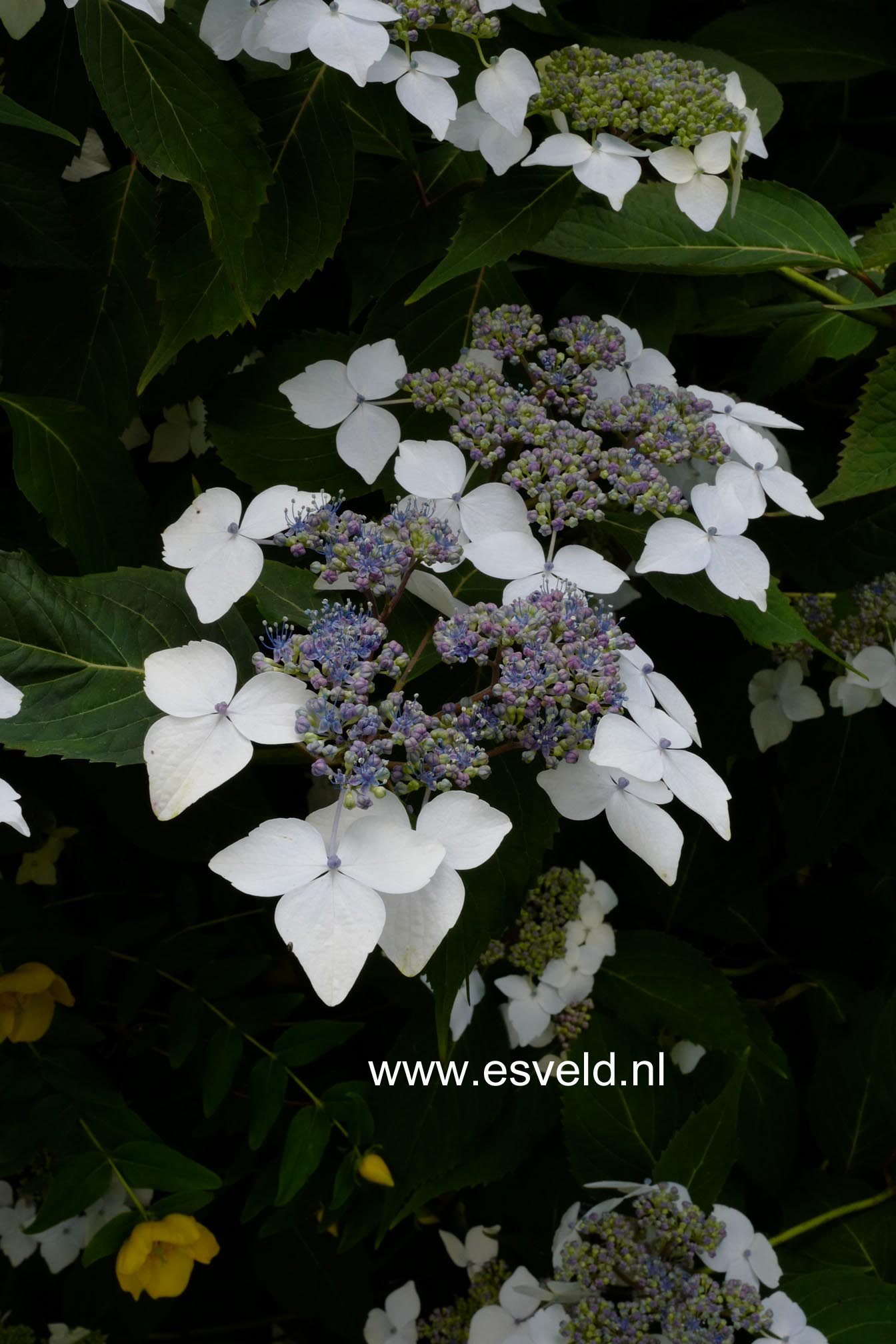 Hydrangea serrata 'Odoriko-amacha'