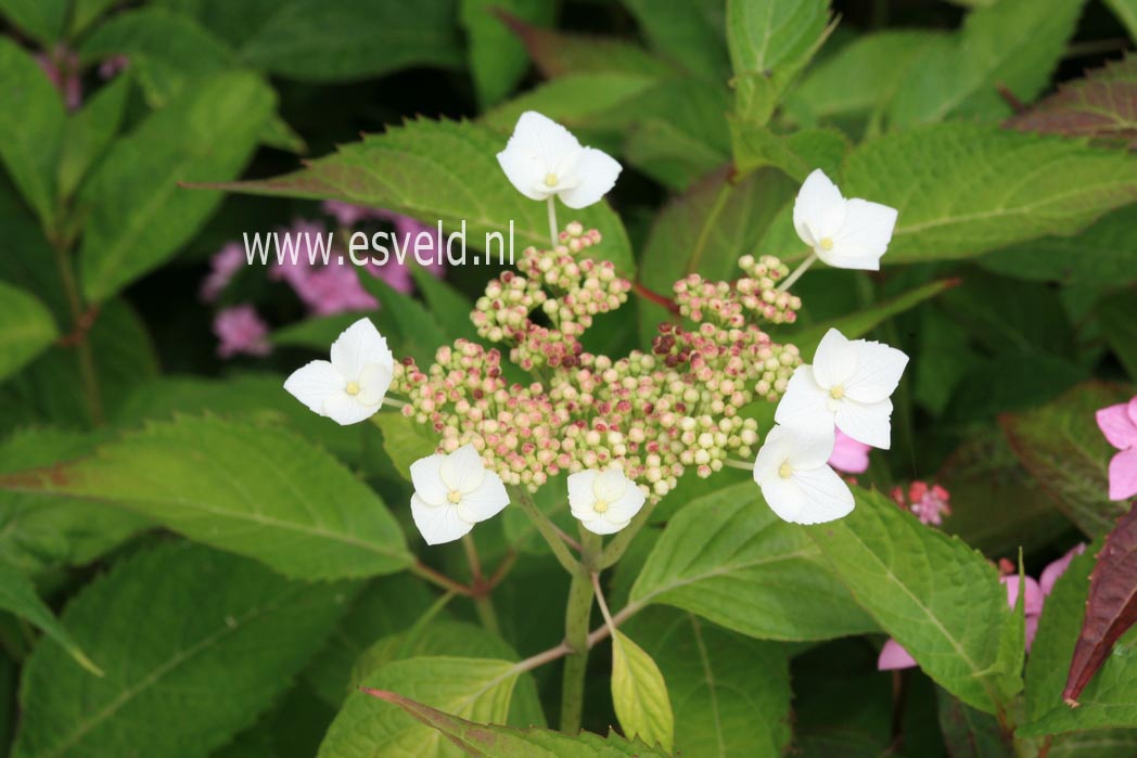 Hydrangea serrata 'Oto-hime'
