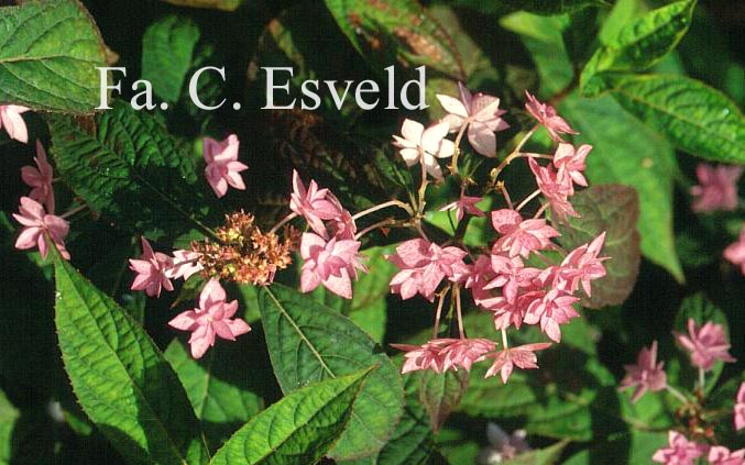 Hydrangea serrata 'Prolifera'