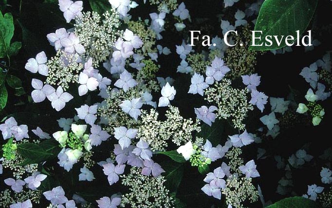 Hydrangea serrata 'Sapphirine'