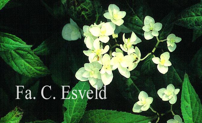 Hydrangea serrata 'Shiro-tae'