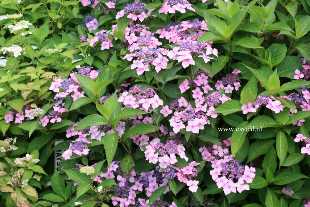 Hydrangea serrata acuminata