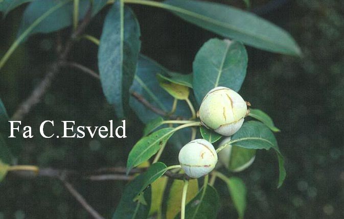 Hydrangea serratifolia