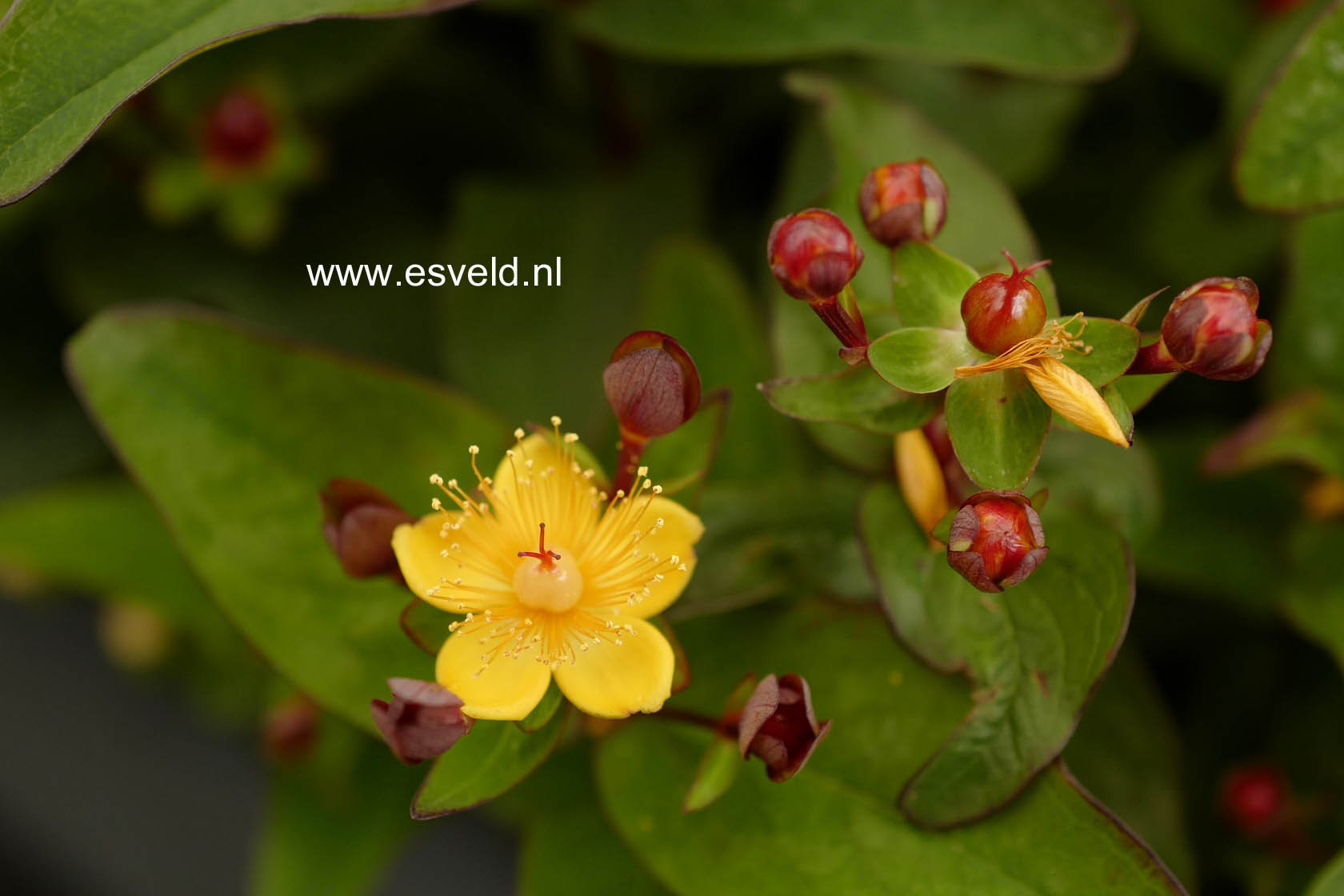 Hypericum inodorum 'Kolmuni' (MAGICAL UNIVERSE)