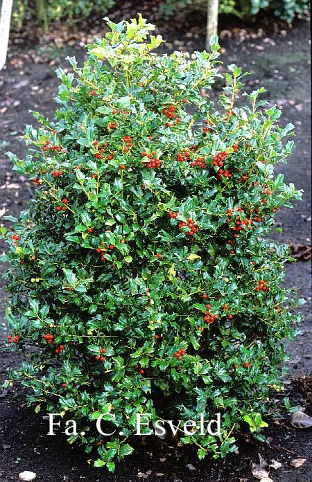 Ilex 'Chinese Girl'