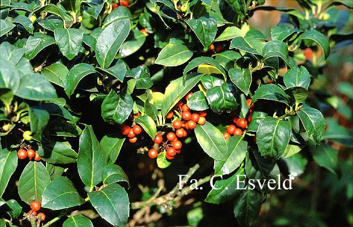 Ilex 'Clusterberry'