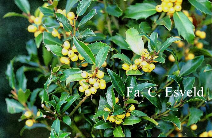 Ilex 'Cousin'