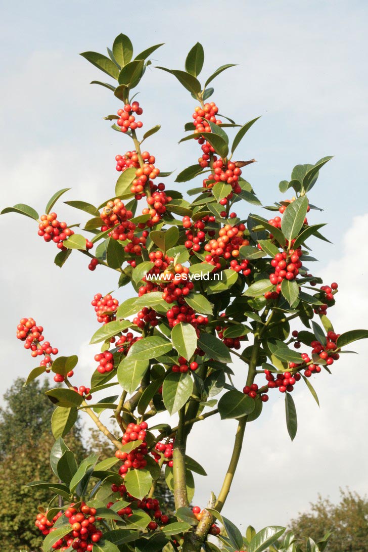 Ilex altaclerensis 'Balearica'
