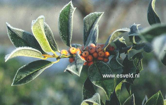 Ilex aquifolium 'Amber'
