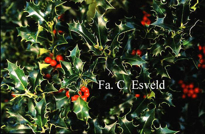 Ilex aquifolium 'Berlicum Beauty'