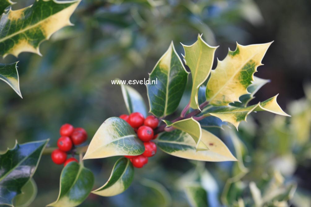 Ilex aquifolium 'Flavescens'