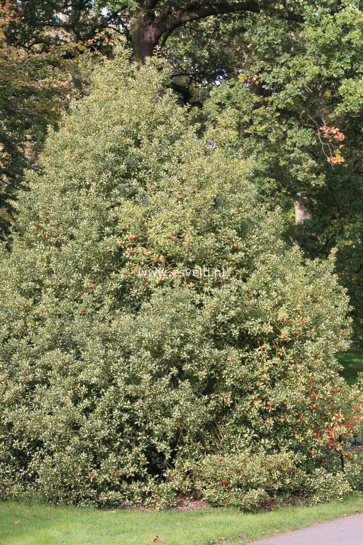 Ilex aquifolium 'Golden Milkmaid'