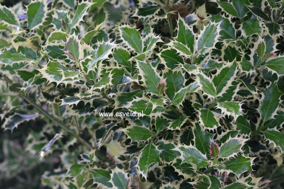 Ilex aquifolium 'Grandis'