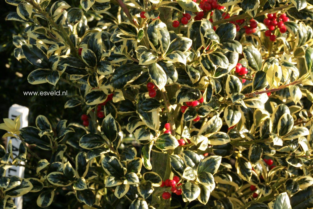 Ilex aquifolium 'Silver van Tol'