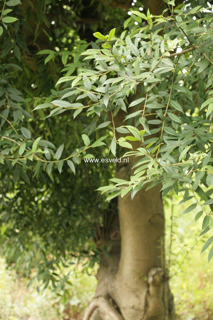 Ilex dipyrena