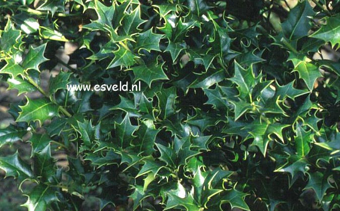 Ilex spinigera