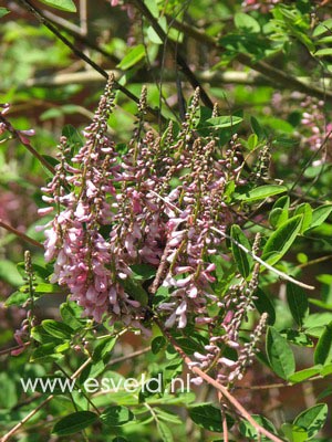 Indigofera heterantha