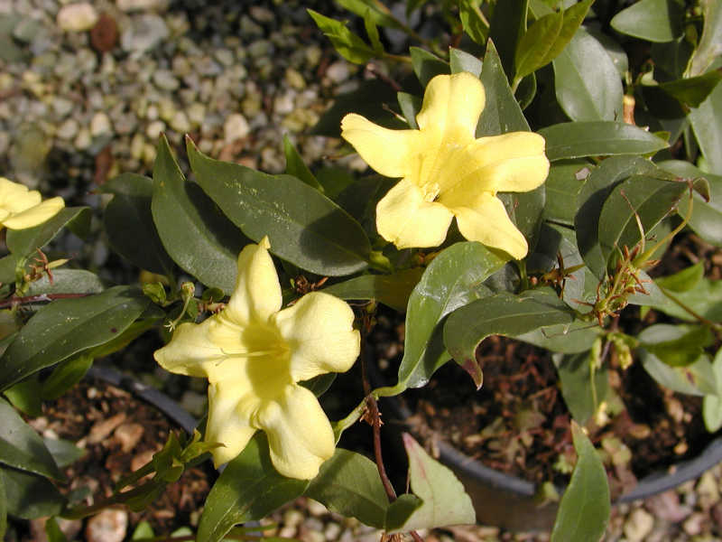 Jasminum mesnyi