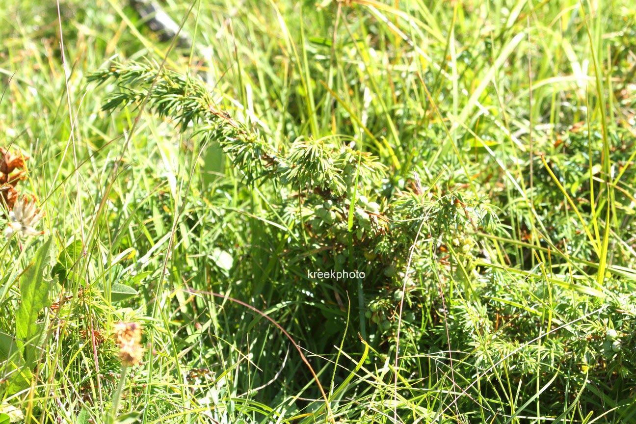 Juniperus communis