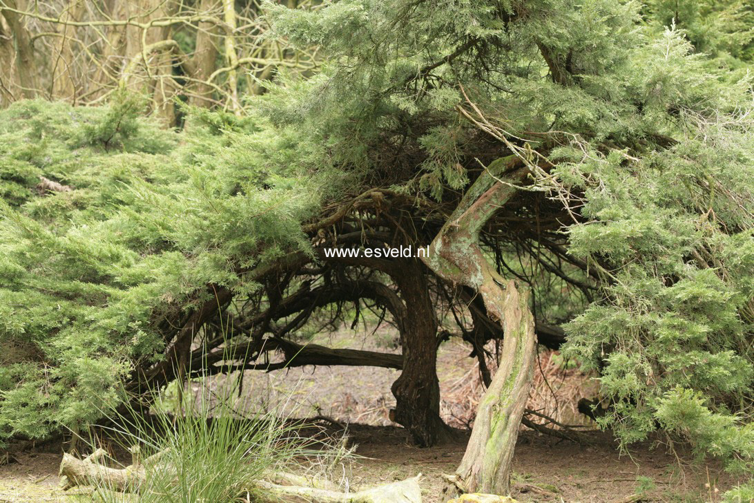 Juniperus pfitzeriana