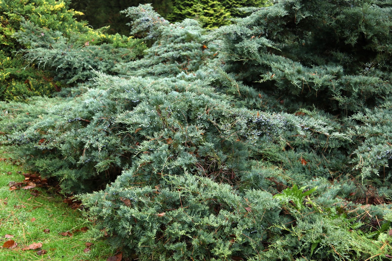 Juniperus virginiana 'Grey Owl'