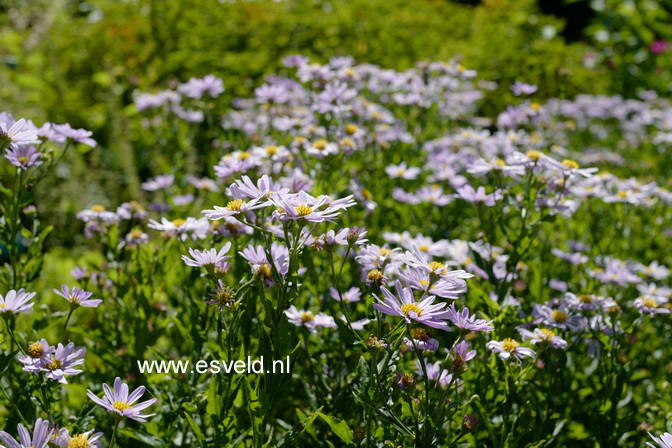 Kalimeris incisa 'Blue Star'