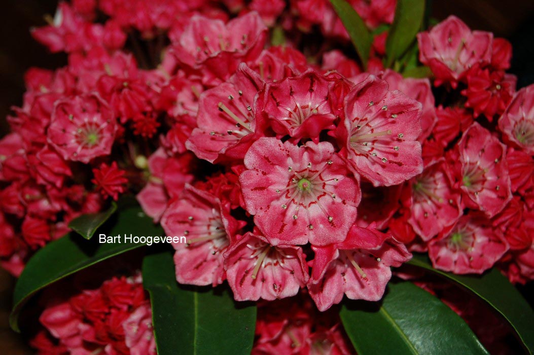 Kalmia latifolia 'Nancy'