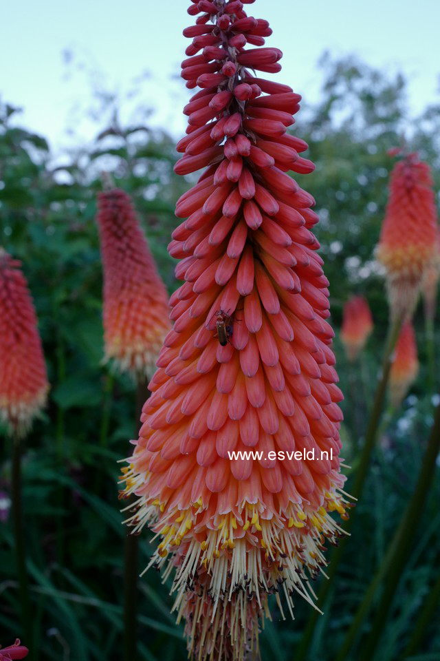 Kniphofia 'Alcazar'