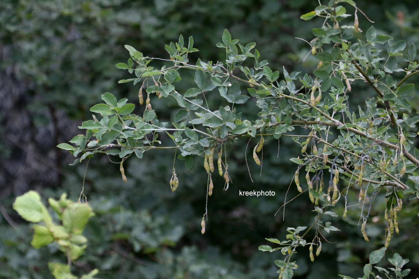 Laburnum anagyroides