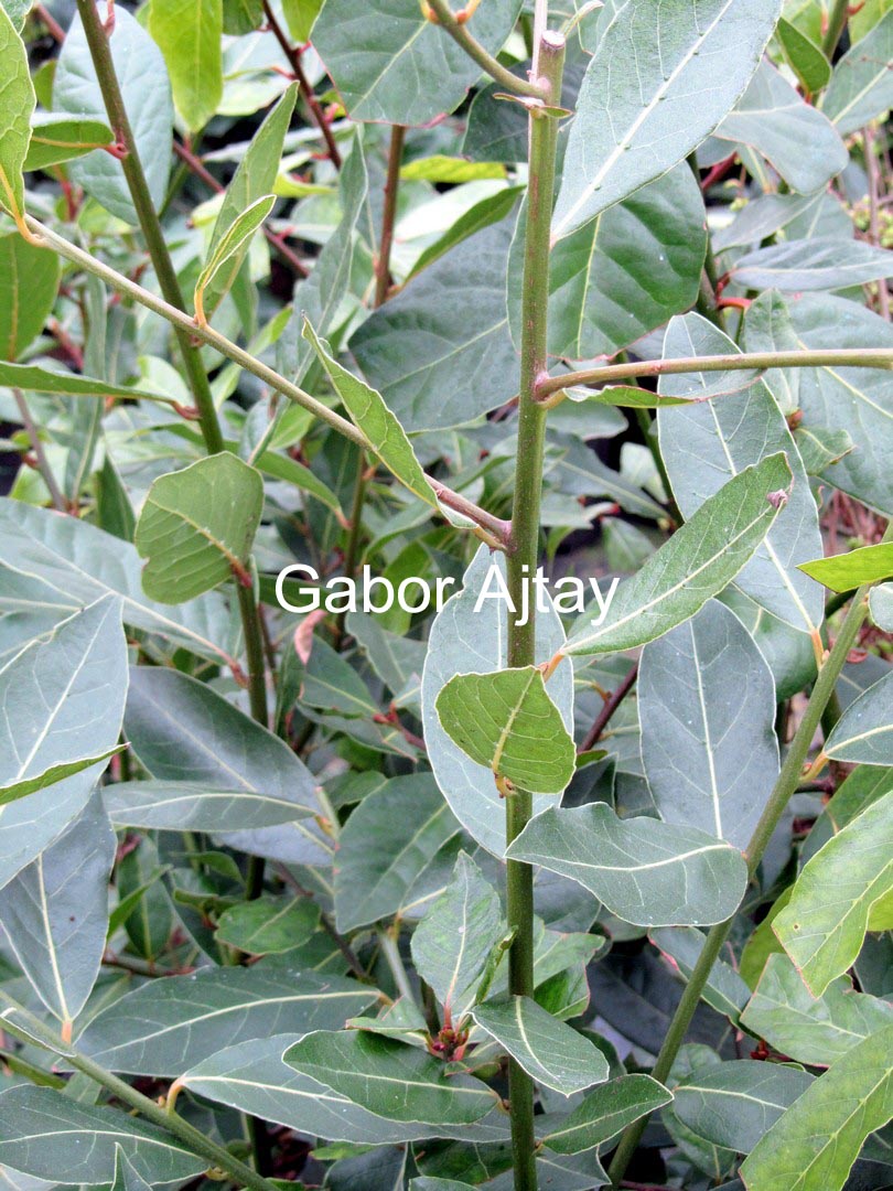 Laurus novocanariensis