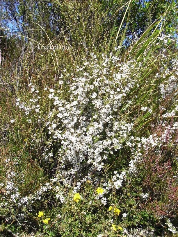 Leptospermum scoparium