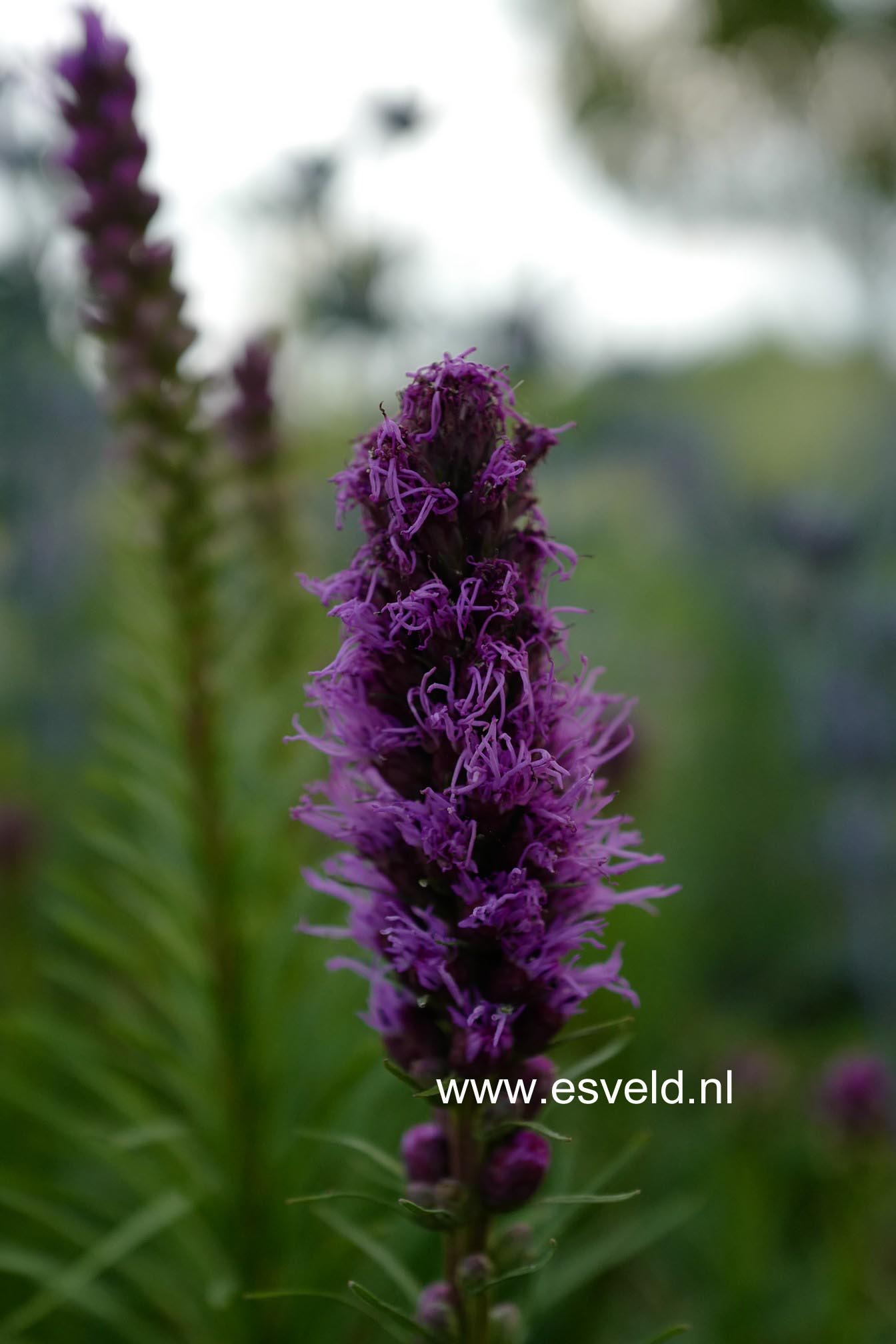 Liatris spicata 'Kobold'