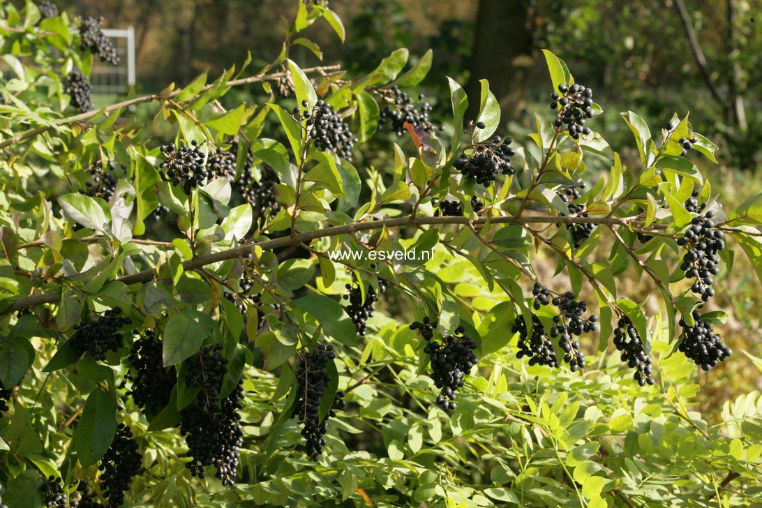 Ligustrum ovalifolium