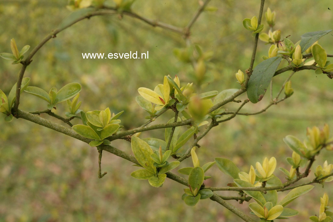 Ligustrum sinense