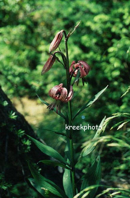 Lilium martagon