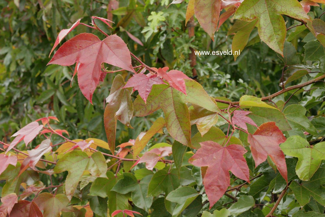 Liquidambar formosana 'Ellen'