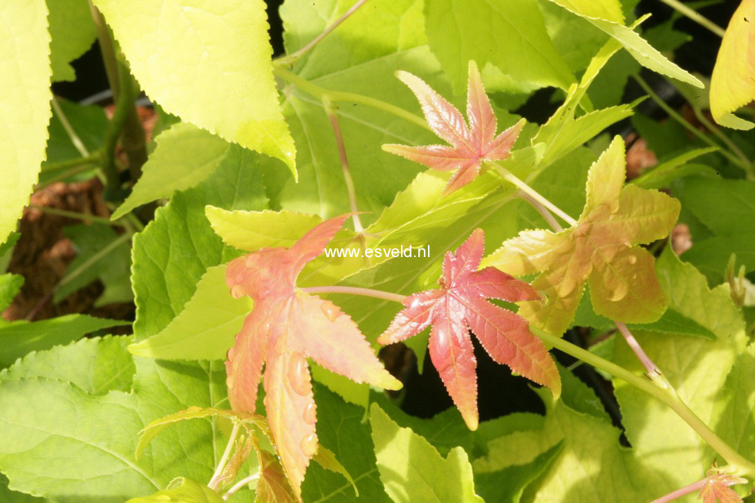 Liquidambar styraciflua 'Naree'