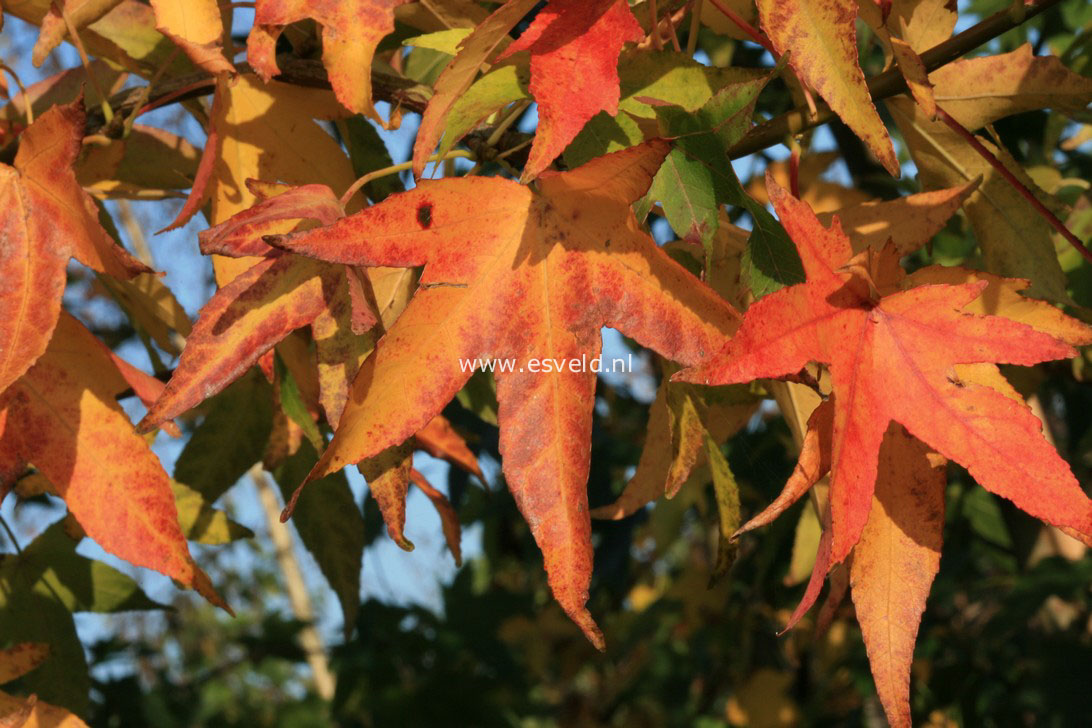Liquidambar styraciflua 'Parasol'