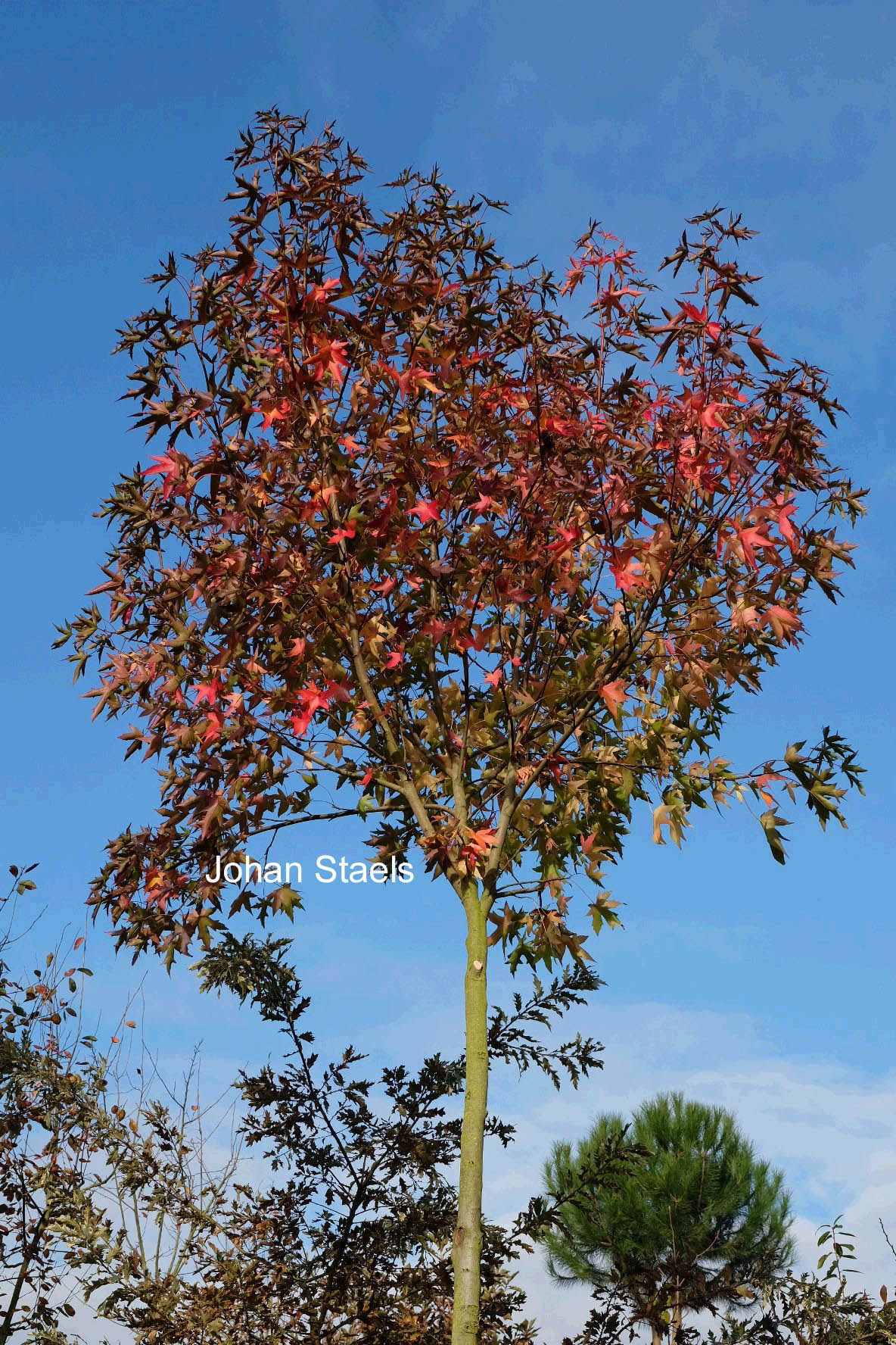 Liquidambar styraciflua 'Stared'