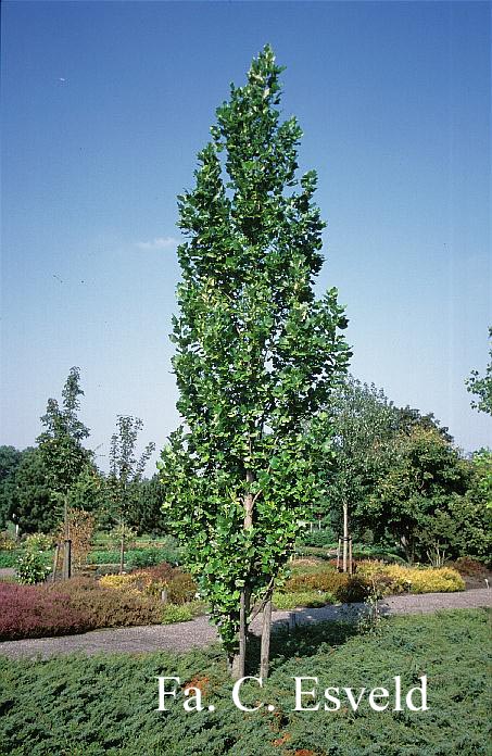 Liriodendron tulipifera 'Fastigiatum'