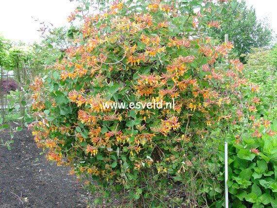 Lonicera 'Mandarin'