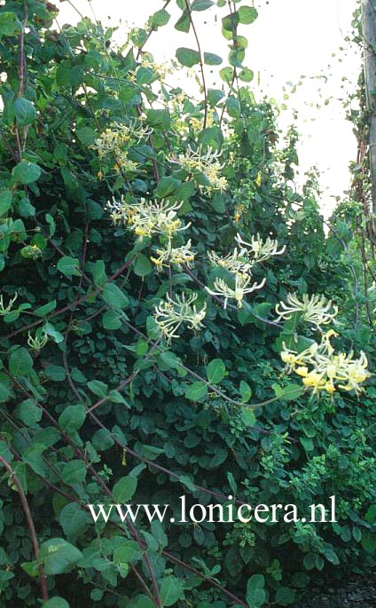 Lonicera etrusca