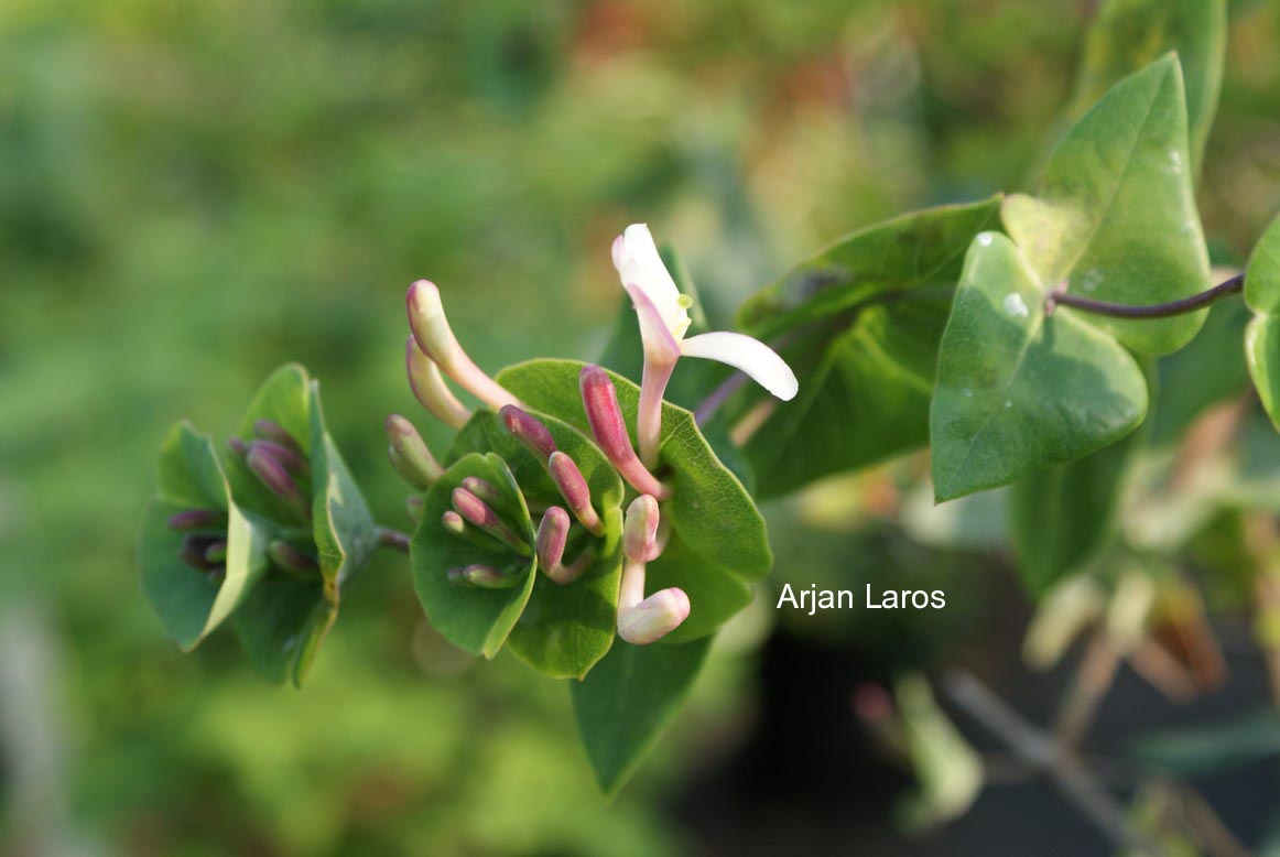 Lonicera implexa var. balearica