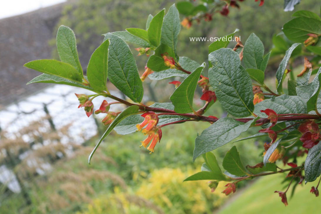 Lonicera involucrata ledebourii