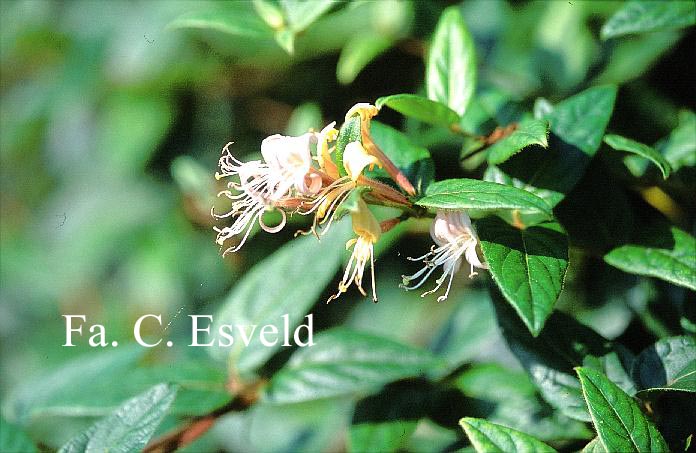 Lonicera macranthoides