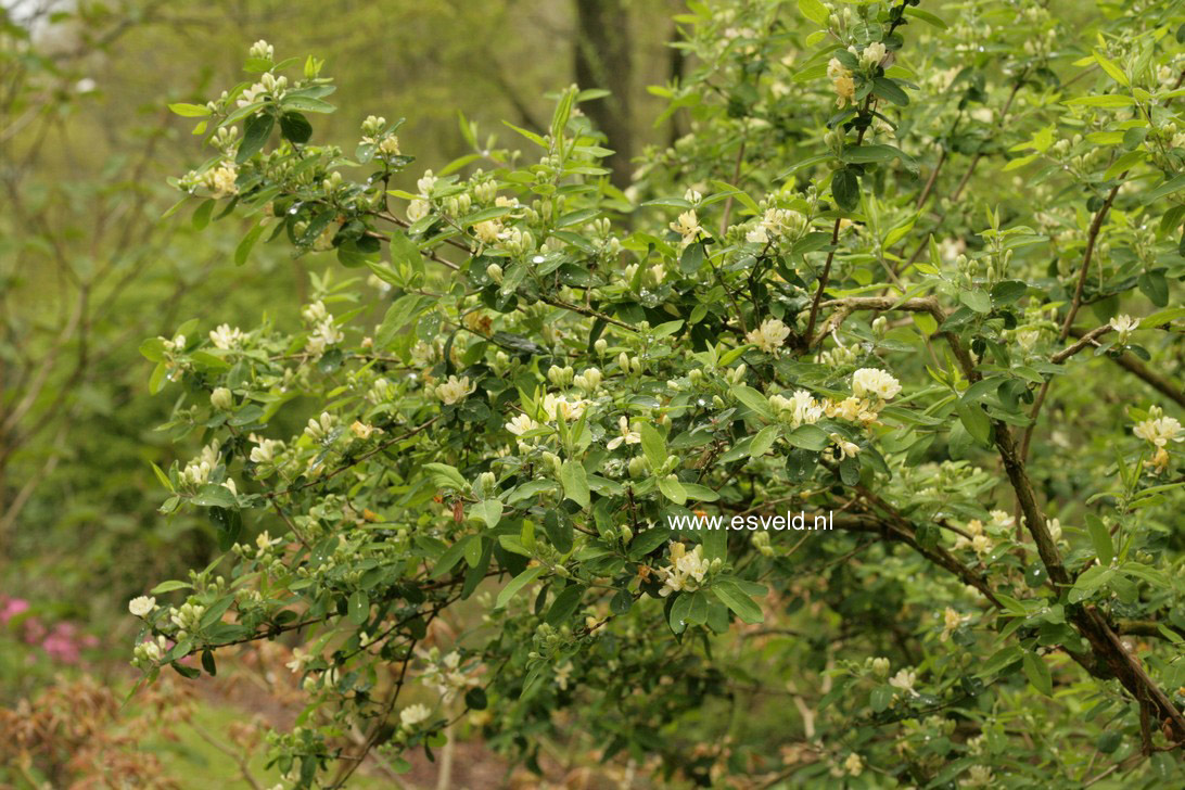 Lonicera morrowii