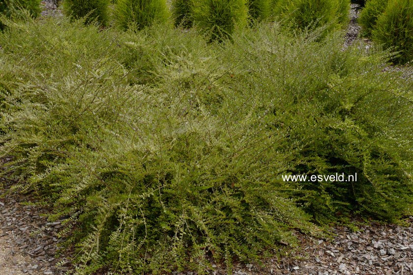 Lonicera nitida 'Lemon Beauty'