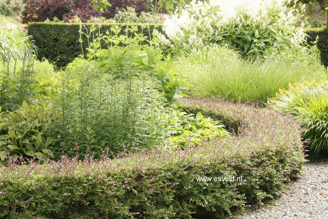 Lonicera nitida 'Red Tips'